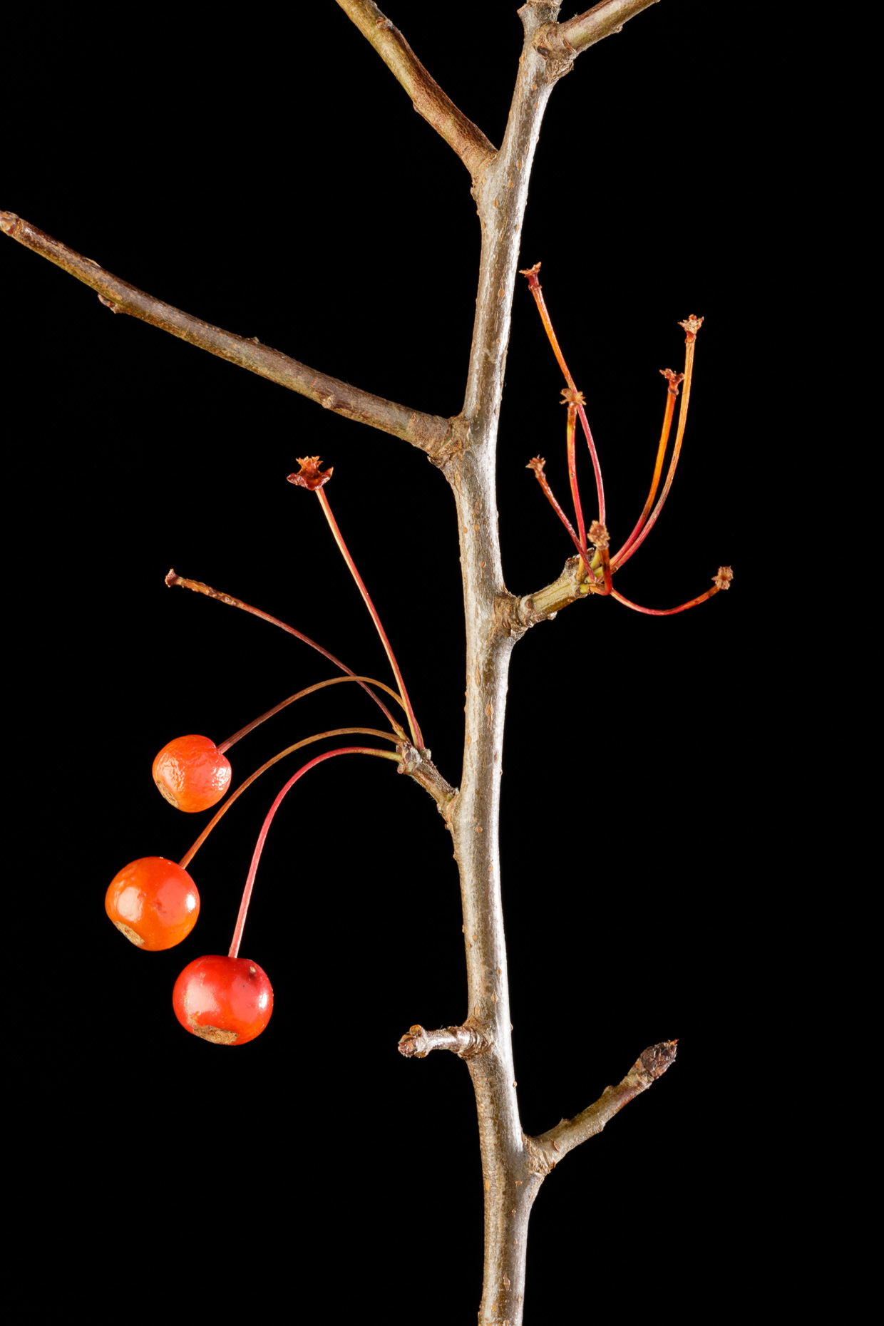 Crapapple stem and fruit | Smithsonian Gardens