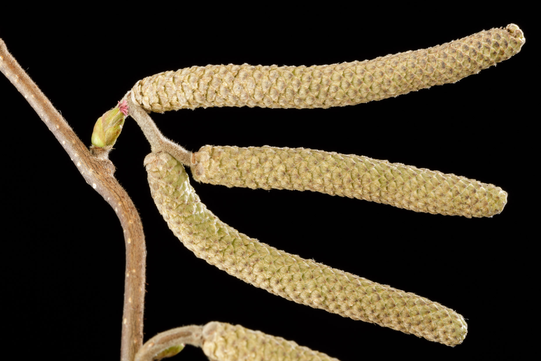 Common Hazel flower | Smithsonian Gardens