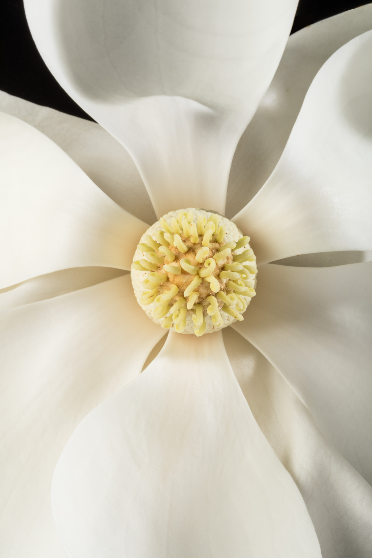 Southern Magnolia flower | Smithsonian Gardens