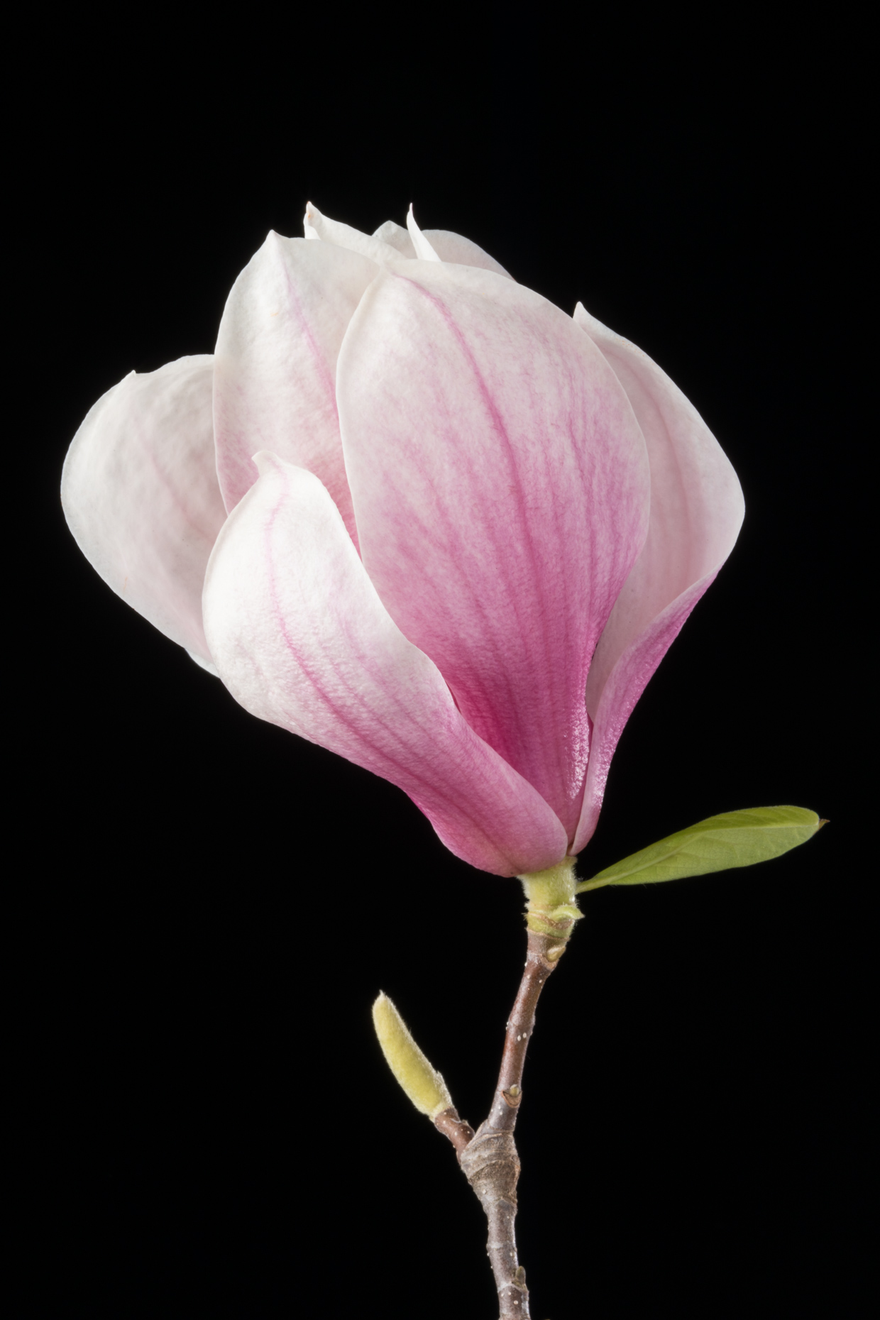 Saucer Magnolia | Smithsonian Gardens