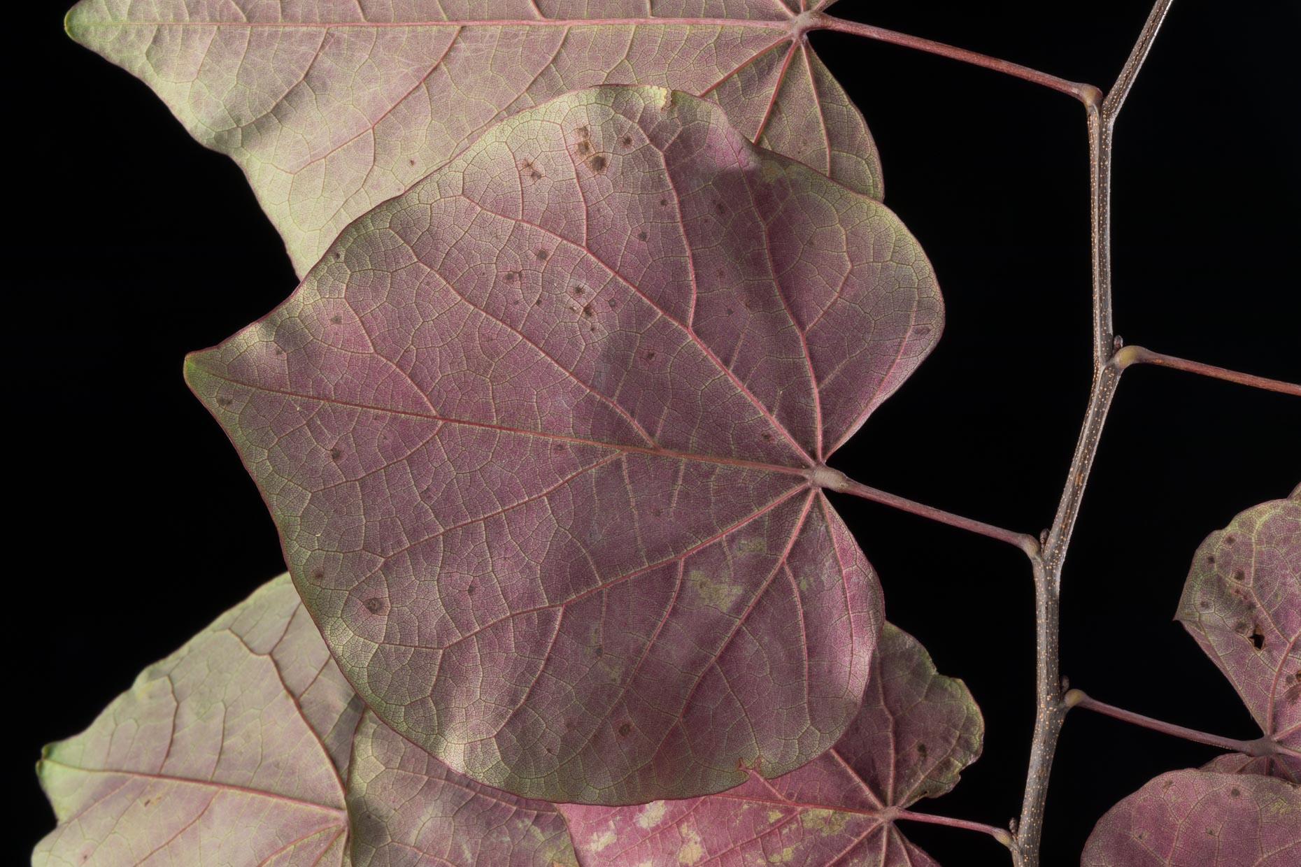 Red Bud leaf | Smithsonian Gardens