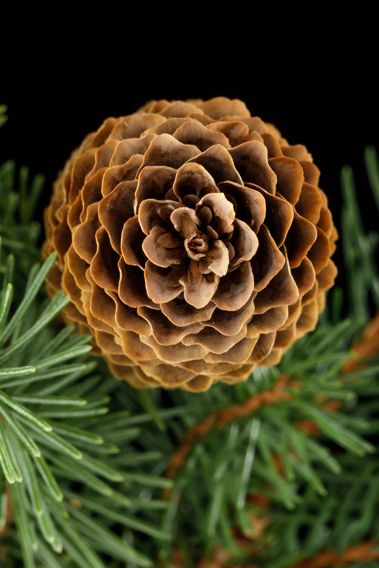 Norway Spruce Cone  | Smithsonian Gardens