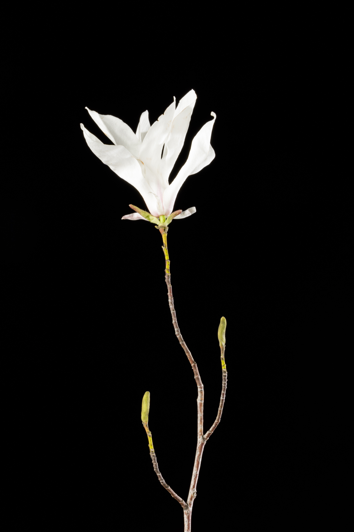 Kobus Magnolia | Smithsonian Gardens