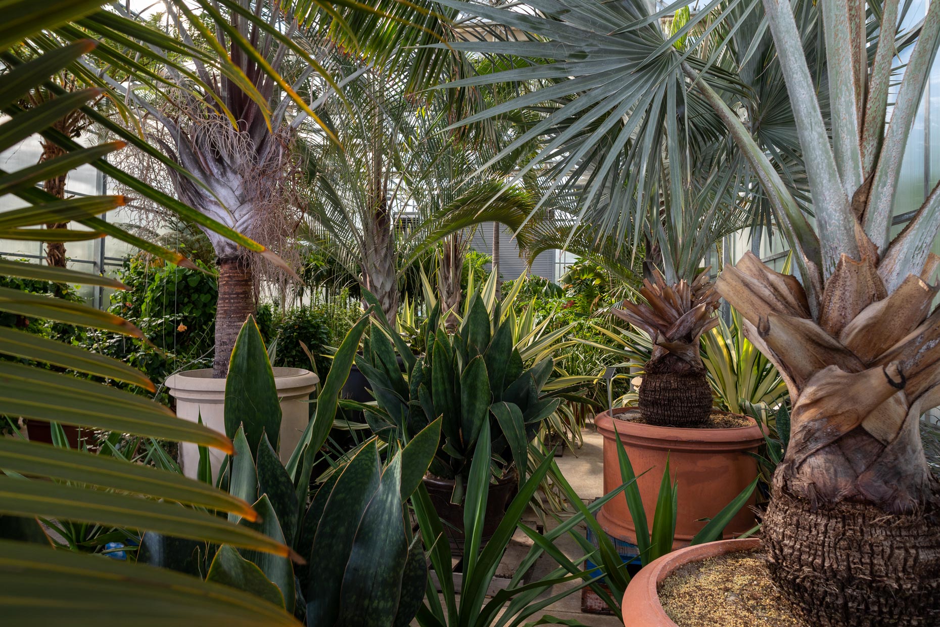 Smithsonian Gardens | Tropical greenhouse