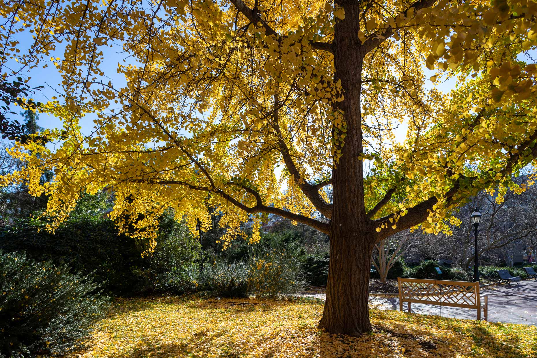 Smithsonian Gardens | Ginkgo Tree