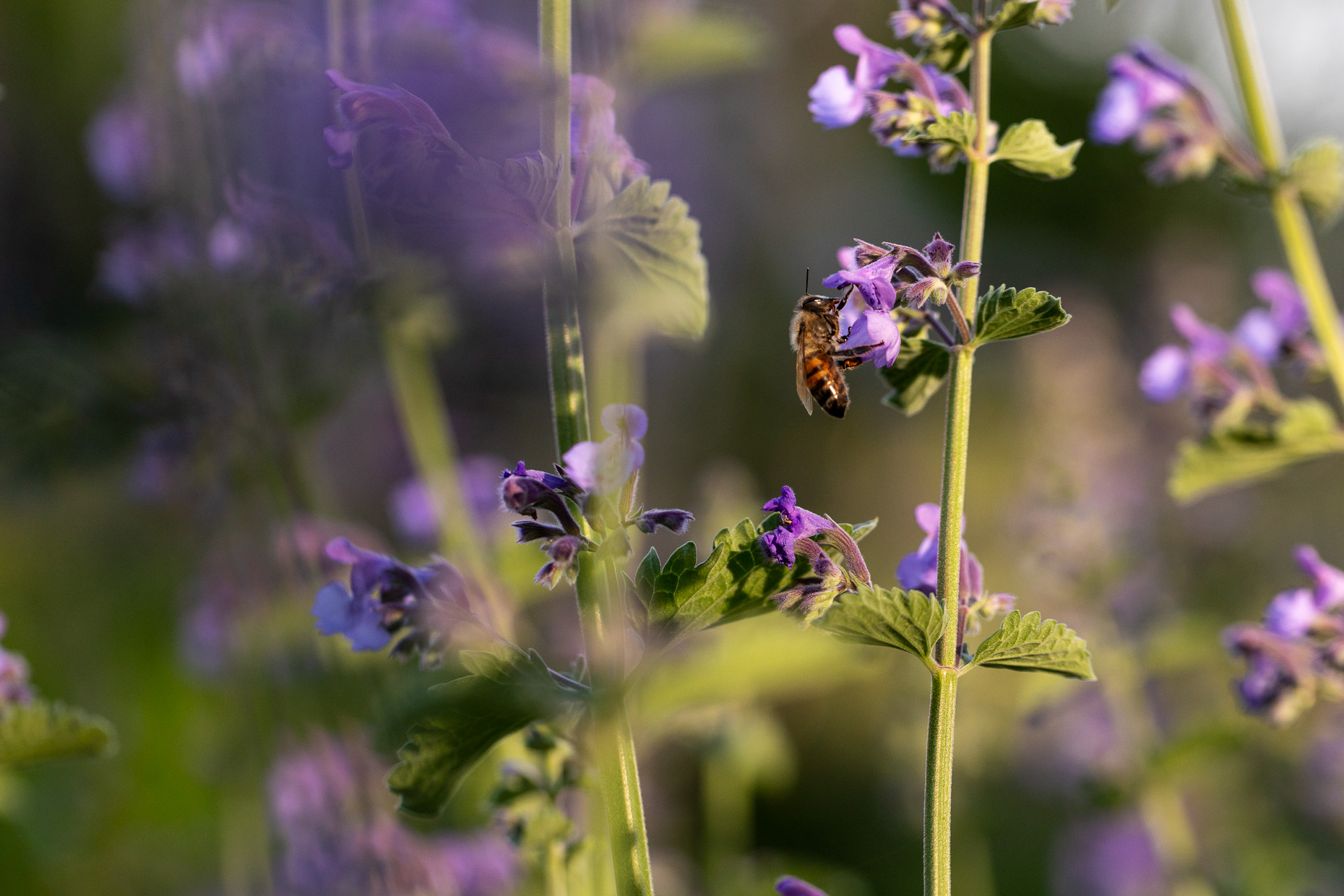 Green Spring Gardens | Bee