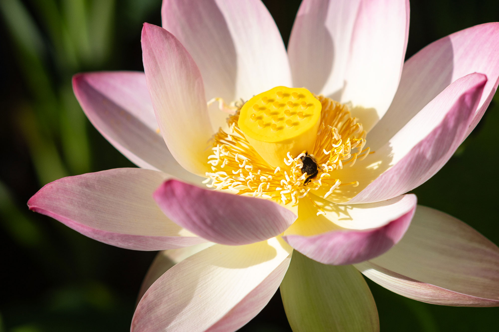 Kenilworth Aquatic Gardens | Lotus Flower