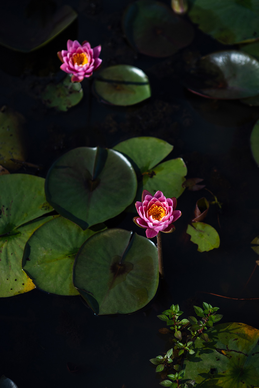 Kenilworth Aquatic Gardens | Water Lilies