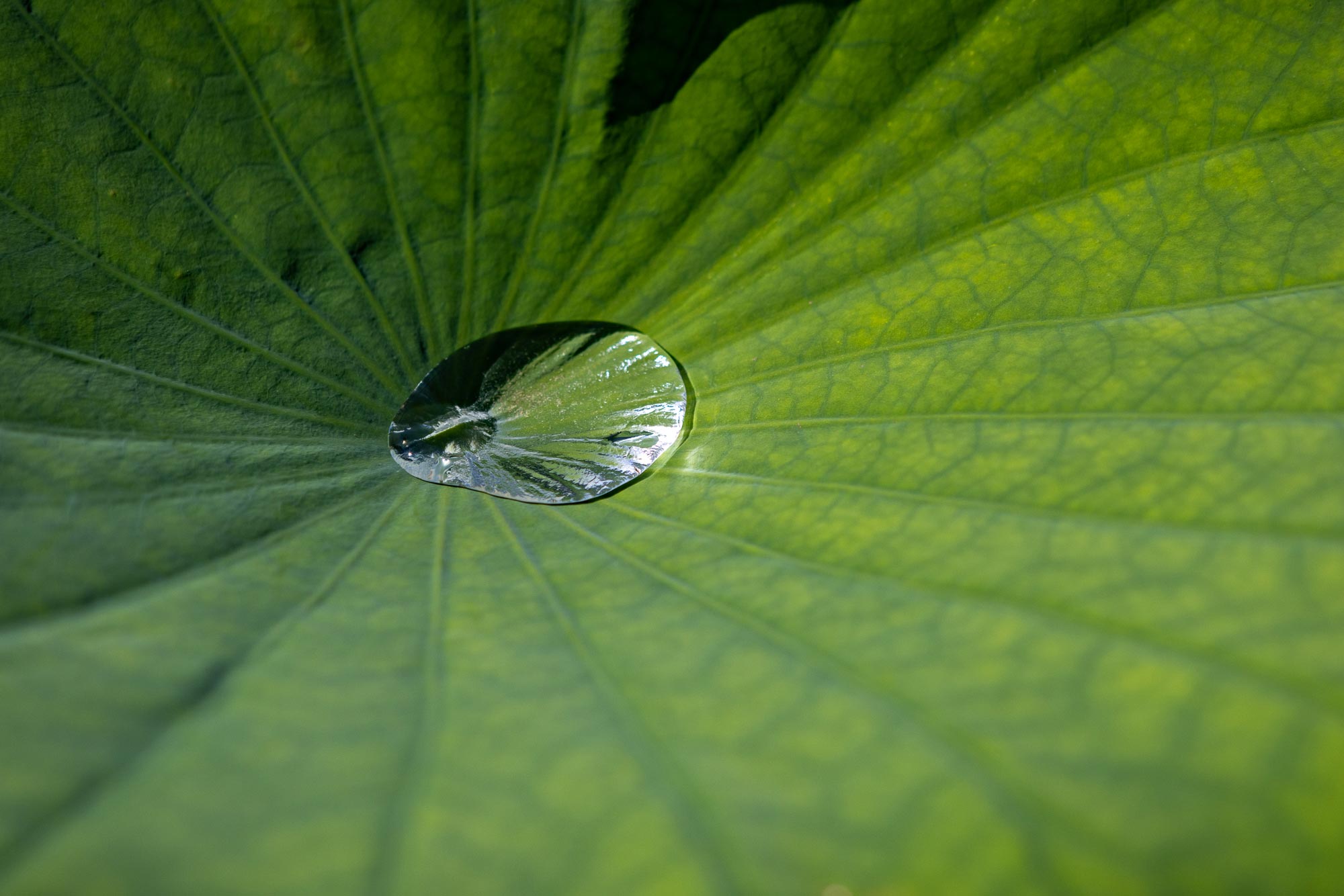 Kenilworth Aquatic Gardens | Lotus leaf